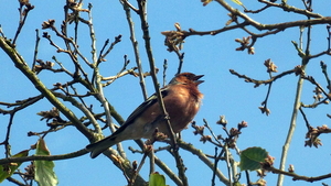 Vink 01