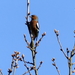 Vink 02