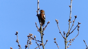 Vink 02