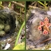 Vink 03