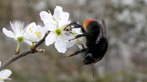 Steenhommel 01