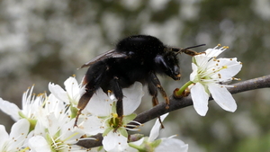 Steenhommel 03