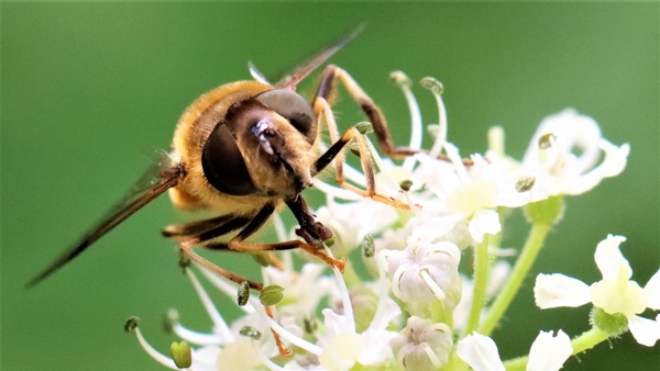 Kegelbijvlieg 01 (AC)