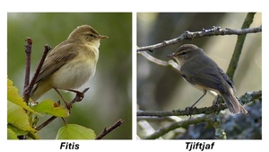 Verschil fitis - Tjiftjaf