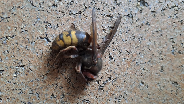 Paula-Theo DAMS- Europese Hoornaar in openhaard