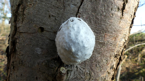 Boomkussen (Zilveren -) of boompuist 02