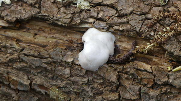 Boomkussen (Zilveren -) of boompuist 01