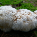 Boomkussen (Zilveren -) of boompuist 03