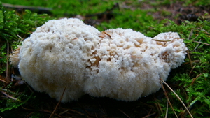 Boomkussen (Zilveren -) of boompuist 03