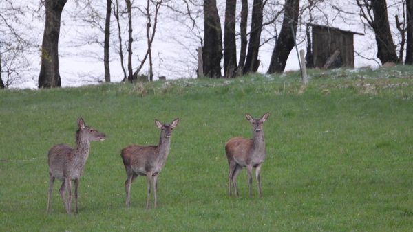 DSCN0046 Hinden Edelhert