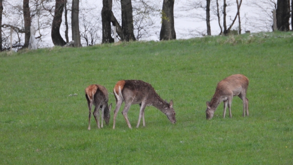 DSCN0045 Hinden Edelhert