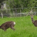 DSCN0064 Ree
