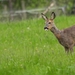DSCN0065 Ree