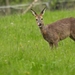 DSCN0066 Ree