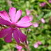 Dagkoekoeksbloem 02