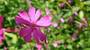 Dagkoekoeksbloem 02