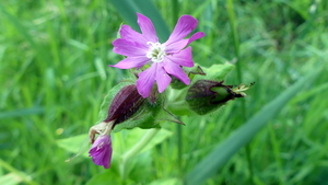 Dagkoekoeksbloem 01