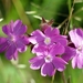 Dagkoekoeksbloem 03