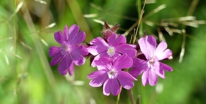 Dagkoekoeksbloem 03