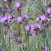 Dagkoekoeksbloem 04