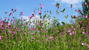 Dagkoekoeksbloem 05