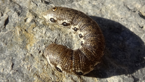 Teunisbloempijlstaart 01 (MVW)