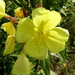 Teunisbloem 37