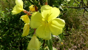 Teunisbloem 37