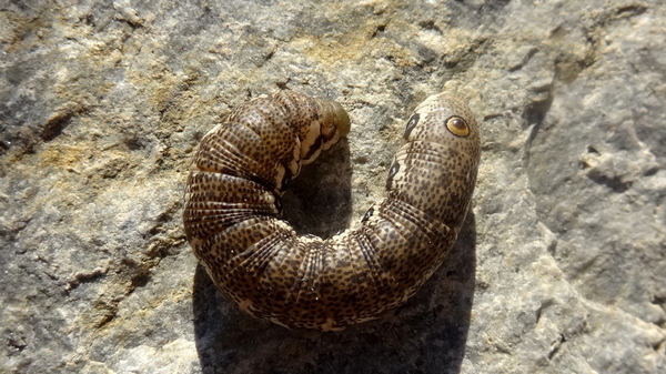 Teunisbloempijlstaart 03 (MVW)