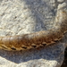 Teunisbloempijlstaart 04 (MVW)