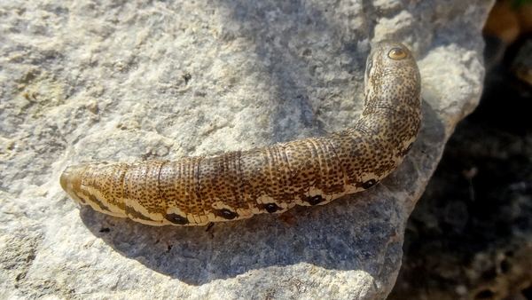 Teunisbloempijlstaart 04 (MVW)