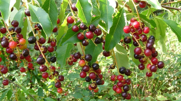 Vogelkers (Amerikaaanse -) 07