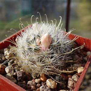 DSC07321Mammillaria nazanensis GM