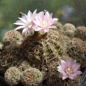 DSC07441Gymnocalycium bruchii ssp. niveum LF90