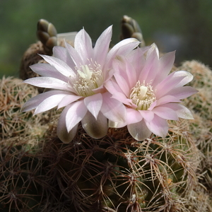 DSC07442Gymnocalycium bruchii ssp. niveum LF90