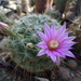 DSC07444Mammillaria longiflora