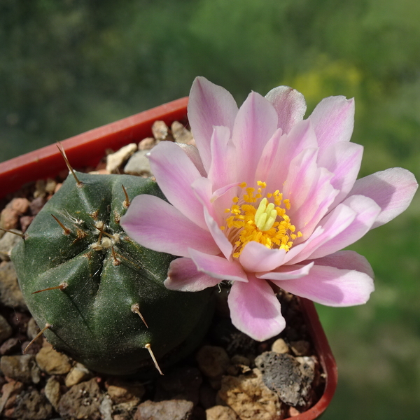 DSC07448Echinocereus knippelianus