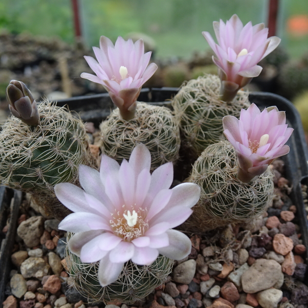 DSC07476Gymnocalycium bruchii ssp. albispinum