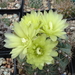 DSC07479Gymnocalycium leeanum