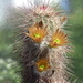 DSC07480Echinocereus russanthus