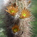 DSC07481Echinocereus russanthus