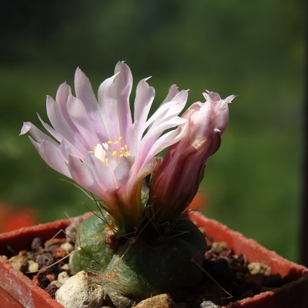 DSC07490Echinocereus knippelianus