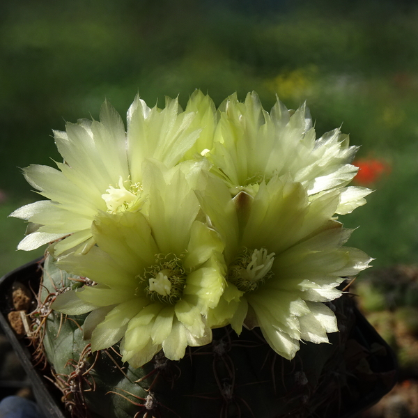 DSC07500Gymnocalycium leeanum