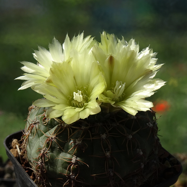 DSC07501Gymnocalycium leeanum