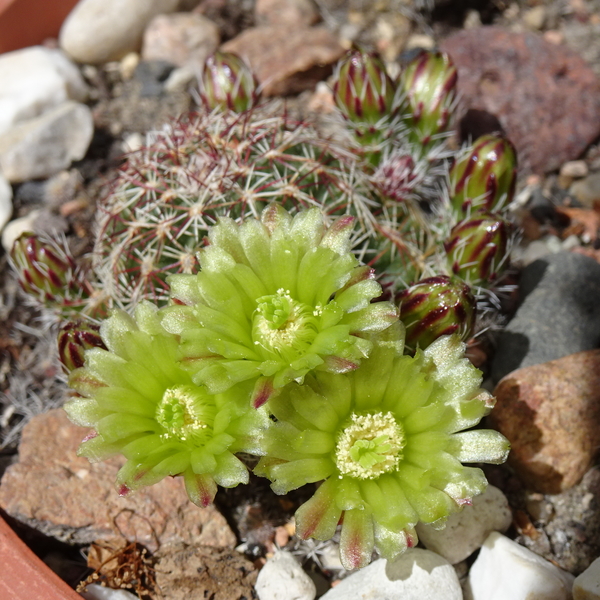 DSC07519Echinocereus viridiflorus