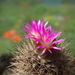 DSC07527Neoporteria caimasensis FR 473