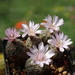 DSC07530Gymnocalycium bruchii ssp. albispinum