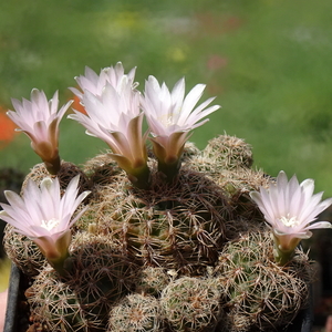 DSC07532Gymnocalycium bruchii ssp. niveum LF90