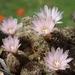 DSC07533Gymnocalycium bruchii ssp. niveum LF90