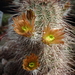 DSC07534Echinocereus russanthus